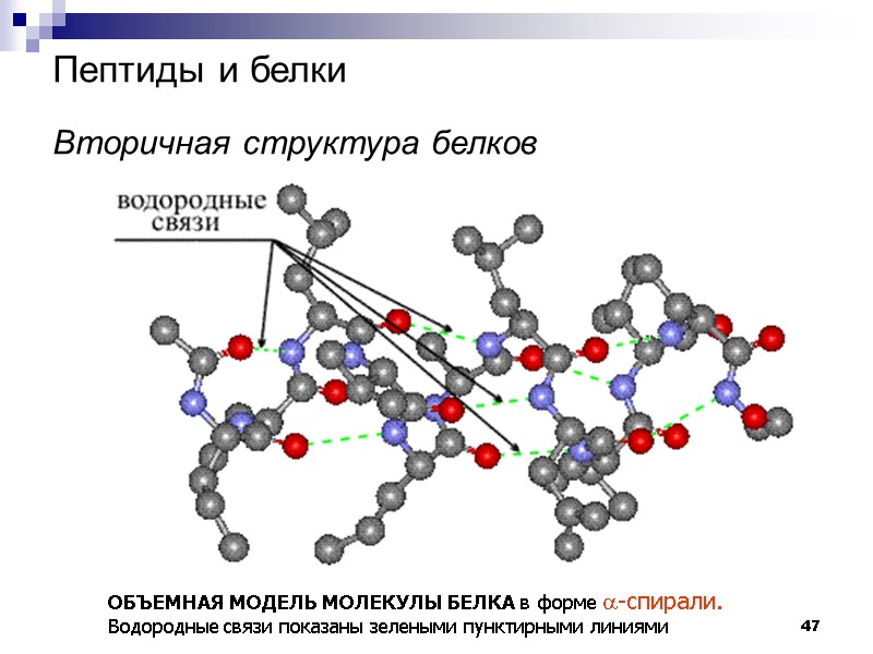 47 Пептиды и белки   Вторичная структура белков  ОБЪЕМНАЯ МОДЕЛЬ МОЛЕКУЛЫ БЕЛКА